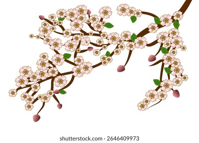 Pink Sakura Branch Vector – Transparent Background for Design and Decoration