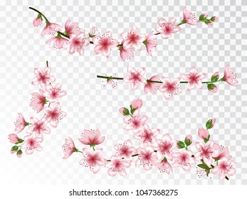 Pink sakura branches collection vector illustration. Blooming twigs isolated, springtime tree flower blossoms seasonal design. Elegant spring flowering trees branches vector set.