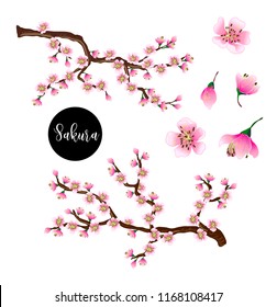 Pink sakura branches isolated. Vector