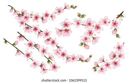 Pink sakura branches set vector illustration. Blooming twigs isolated, springtime tree flower blossoms floral design. Soft spring flowering trees branches vector set.