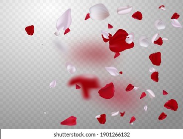 Pink sakura falling petals on transparent background. vector file included