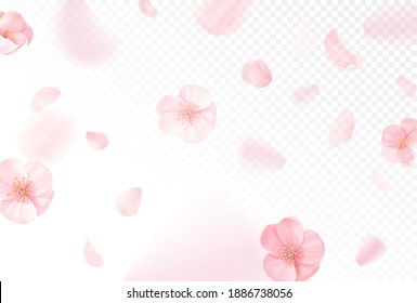 Pink sakura falling petals vector background. Realistic spring design with flying cherry flowers on transparent background for textile design, wallpaper, packaging, cover, banner, flyer, voucher