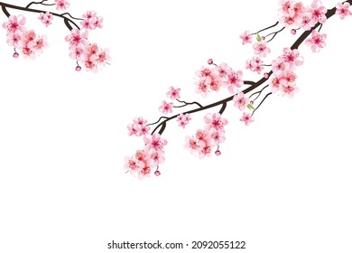 Pink sakura flower background. Cherry blossom branch with sakura flower. Sakura on white background. Watercolor cherry bud. Cherry blossom branch with pink flower. Watercolor cherry blossom.