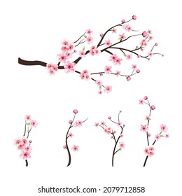 rosafarbene Sakura, floraler Hintergrund. Sakura auf weißem Hintergrund. Aquarellkirschenkrebs Kirschblütenzweig mit sakurarischer Blume. Aquarellkirschblütenvektor. Kirschblüte blühende Vektorgrafik.