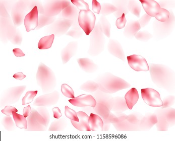 Pink sakura flower flying petals isolated on white. Elegant floral background. Japanese sakura petals spring confetti, blossom elements flying. Falling cherry blooming flower parts vector.