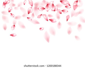 Pink sakura flower flying petals isolated on white. Beautiful beauty salon background. Japanese sakura petals spring confetti, blossom elements flying. Falling cherry blooming flower parts vector.