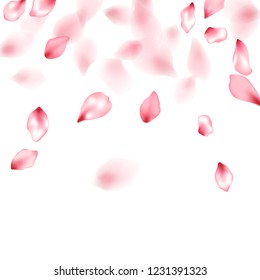 Pink sakura flower flying petals isolated on white. Creative beauty salon background. Japanese sakura petals springtime confetti, blossom elements flying. Falling cherry blossom flower parts vector.