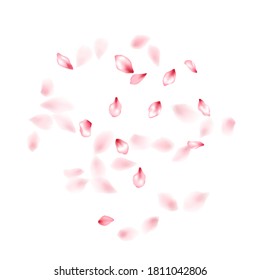 Pink sakura flower flying petals isolated on white. Light floral background. Japanese sakura petals springtime confetti, blossom elements flying. Falling cherry blooming flower parts design.