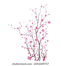 Flor de Sakura rosa en el fondo blanco