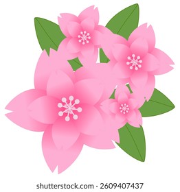 Pink sakura flowers in bloom, simple and elegant Japanese floral design, soft gradient petals, spring theme.