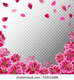 Pink sakura flowers and falling petals isolated on transparent background. Spring blooming vector eps 10.