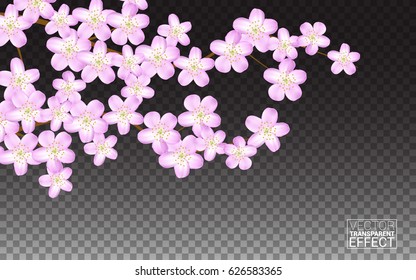 Pink sakura flowers petals. Blooming cherry on transparent background. Wallpaper wedding invitations greeting cards for spring sale holidays birthday. Vector illustration.