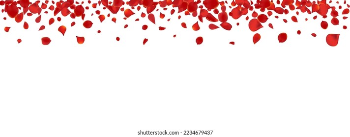 Pink Sakura Flying Vector Panoramic White Background. Fly Blossom Backdrop. Delicate Floral Fall Illustration. Red Rose Tender Frame.