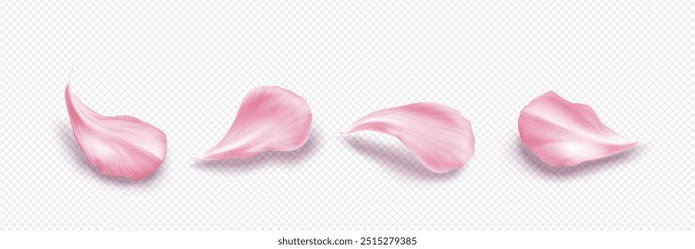 Pink sakura petal spa background. Cherry blossom realistic isolated set. Romantic real rose plant falling on transparent background. Love bouquet element collection template with detailed texture