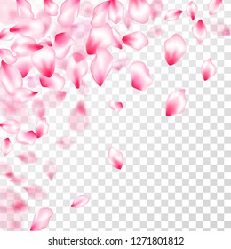 Pink sakura petals background. A lot of falling petals on transparent background. EPS 10 vector corner design. Sakura tree blossom flower parts.