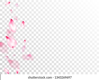 Pink sakura petals confetti flying and falling on transparent background. Flower blossom parts romantic love vector pattern. Spring or summer light flower petals illustration. Close up bloom elements.