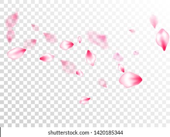 Pink sakura petals confetti flying and falling on transparent background. Flower blossom parts romantic love vector pattern. Flower blossom particles, petals rain shower. Blured texture elements.