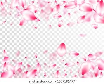 Pink sakura petals confetti flying and falling on transparent background. Oriental composition. Natural marrige decor of chinese cherry petals. Flower blossom parts romantic love vector pattern.