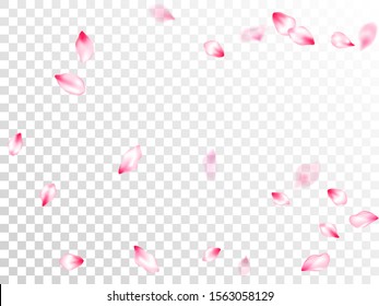 Pink sakura petals confetti flying and falling on transparent background. Flower blossom parts romantic love vector pattern. Pastel rose color apple flower petals design. Birthday card backdrop.