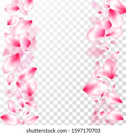 Pink sakura petals confetti flying and falling on transparent background. Flower blossom parts romantic love vector pattern. Pastel pink blossom petals floral design. Birthday card backdrop.