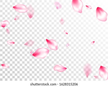 Pink sakura petals confetti flying and falling on transparent background. Park graphic elements. Pastel rose color apple flower petals design. Flower blossom parts romantic love vector pattern.