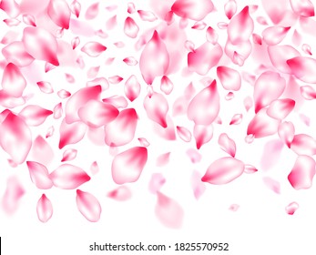 Pink sakura petals confetti flying and falling windy blowing background. Flower blossom parts romantic love vector pattern. Pastel pink blossom petals floral design. Bloom 3d particles.