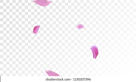 Pink Sakura Petals Falling Down. Isolated vector illustration of Sakura Petals. Flying Cherry Blossom Background. Design of Greeting or Invitation Card. 

