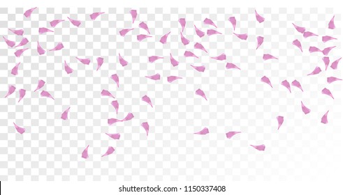 Pink Sakura Petals Falling Down. Isolated vector illustration of Sakura Petals. Flying Cherry Blossom Background. Design of Greeting or Invitation Card. 

