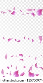 Pink Sakura Petals Falling Down. Isolated Vector illustration of Sakura Petals. Flying Cherry Blossom Background. Design of Greeting or Invitation Card. 
