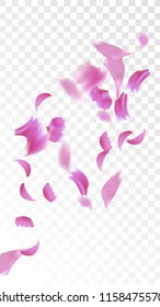 Pink Sakura Petals Falling Down. Isolated Vector illustration of Sakura Petals. Flying Cherry Blossom Background. Design of Greeting or Invitation Card. 
