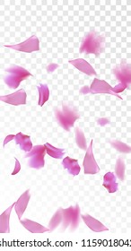Pink Sakura Petals Falling Down. Isolated Vector illustration of Sakura Petals. Flying Cherry Blossom Background. Design of Greeting or Invitation Card. 
