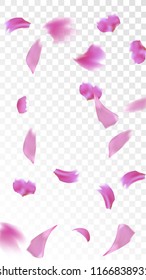 Pink Sakura Petals Falling Down. Isolated Vector illustration of Sakura Petals. Flying Cherry Blossom Background. Design of Greeting or Invitation Card. 
