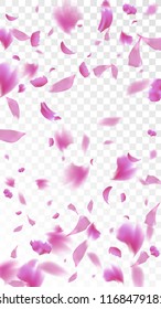 Pink Sakura Petals Falling Down. Isolated Vector illustration of Sakura Petals. Flying Cherry Blossom Background. Design of Greeting or Invitation Card. 
