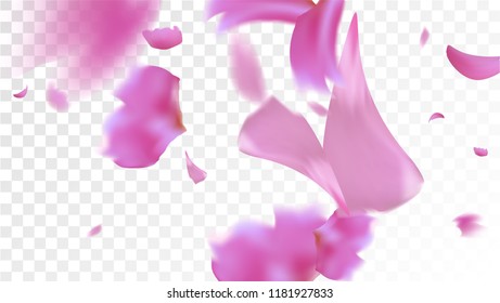 Pink Sakura Petals Falling Down. Isolated Vector illustration of Sakura Petals. Flying Cherry Blossom Background. Design of Greeting or Invitation Card. 
