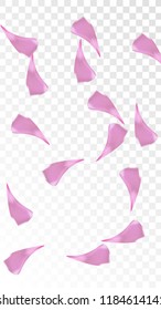 Pink Sakura Petals Falling Down. Isolated Vector illustration of Sakura Petals. Flying Cherry Blossom Background. Design of Greeting or Invitation Card. 
