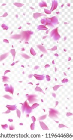 Pink Sakura Petals Falling Down. Isolated Vector illustration of Sakura Petals. Flying Cherry Blossom Background. Design of Greeting or Invitation Card. 

