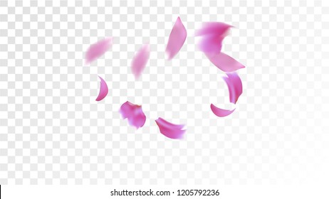 Pink Sakura Petals Falling Down. Isolated Vector illustration of Sakura Petals. Flying Cherry Blossom Background. Design of Greeting or Invitation Card. 
