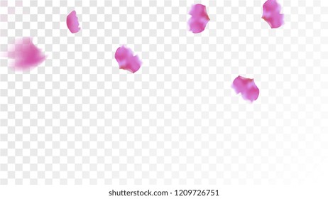 Pink Sakura Petals Falling Down. Isolated Vector illustration of Sakura Petals. Flying Cherry Blossom Background. Design of Greeting or Invitation Card. 
