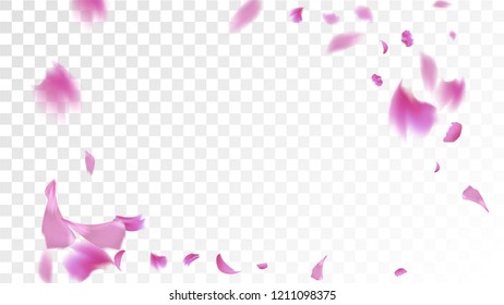 Pink Sakura Petals Falling Down. Isolated Vector illustration of Sakura Petals. Flying Cherry Blossom Background. Design of Greeting or Invitation Card. 
