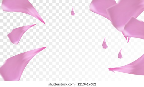 Pink Sakura Petals Falling Down. Isolated Vector illustration of Sakura Petals. Flying Cherry Blossom Background. Design of Greeting or Invitation Card. 
