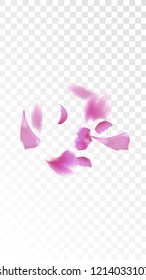 Pink Sakura Petals Falling Down. Isolated Vector illustration of Sakura Petals. Flying Cherry Blossom Background. Design of Greeting or Invitation Card. 
