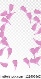 Pink Sakura Petals Falling Down. Isolated Vector illustration of Sakura Petals. Flying Cherry Blossom Background. Design of Greeting or Invitation Card. 
