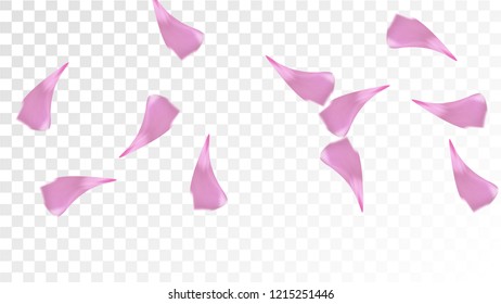 Pink Sakura Petals Falling Down. Isolated Vector illustration of Sakura Petals. Flying Cherry Blossom Background. Design of Greeting or Invitation Card. 
