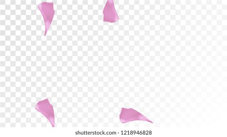 Pink Sakura Petals Falling Down. Isolated Vector illustration of Sakura Petals. Flying Cherry Blossom Background. Design of Greeting or Invitation Card. 

