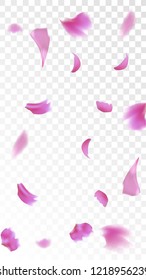 Pink Sakura Petals Falling Down. Isolated Vector illustration of Sakura Petals. Flying Cherry Blossom Background. Design of Greeting or Invitation Card. 
