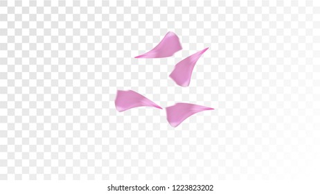 Pink Sakura Petals Falling Down. Isolated Vector illustration of Sakura Petals. Flying Cherry Blossom Background. Design of Greeting or Invitation Card. 
