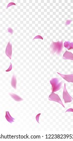 Pink Sakura Petals Falling Down. Isolated Vector illustration of Sakura Petals. Flying Cherry Blossom Background. Design of Greeting or Invitation Card. 
