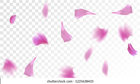 Pink Sakura Petals Falling Down. Isolated Vector illustration of Sakura Petals. Flying Cherry Blossom Background. Design of Greeting or Invitation Card. 
