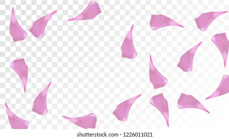 Pink Sakura Petals Falling Down. Isolated Vector illustration of Sakura Petals. Flying Cherry Blossom Background. Design of Greeting or Invitation Card. 
