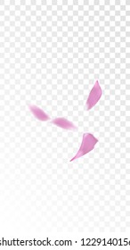 Pink Sakura Petals Falling Down. Isolated Vector illustration of Sakura Petals. Flying Cherry Blossom Background. Design of Greeting or Invitation Card. 
